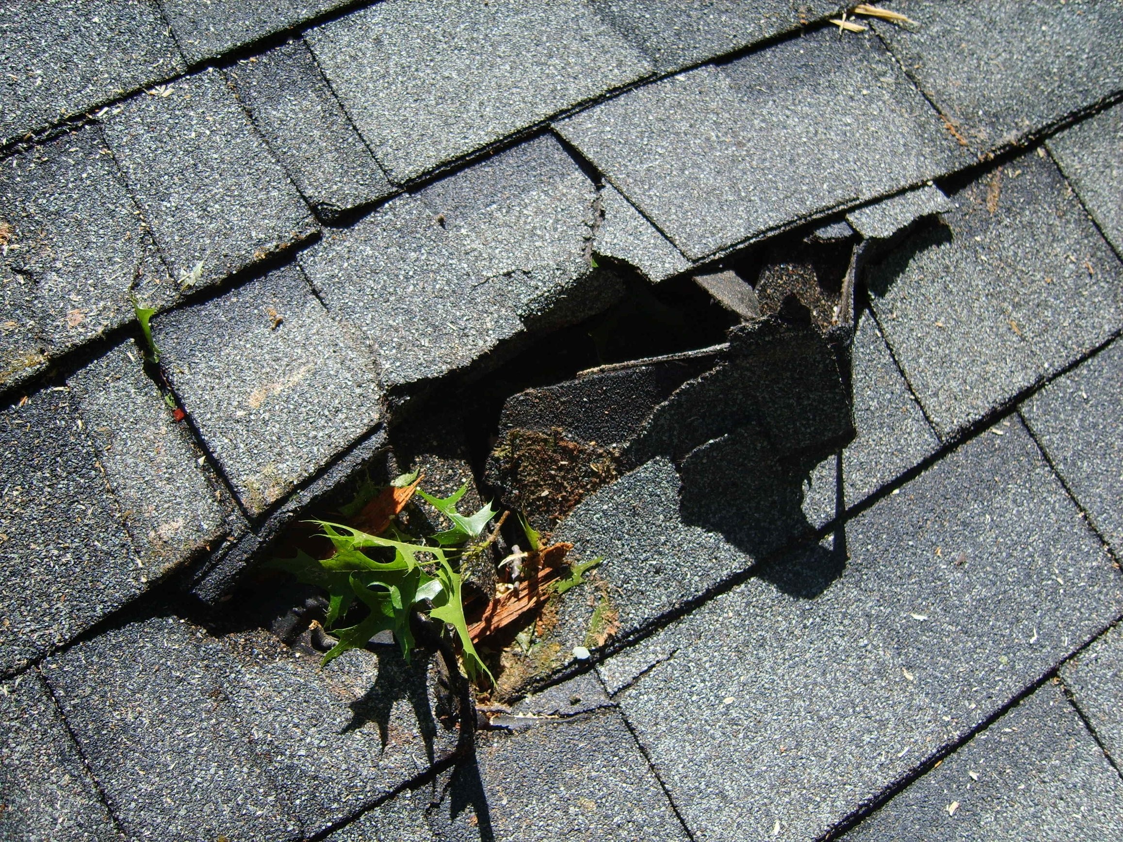 Hole In Roof Caused by tree during a bad Storm Hole In Roof Caused by tree during a bad Storm